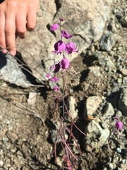 Streptanthus glandulosus pulchellus