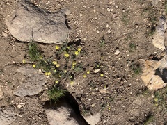Lomatium austiniae