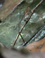 Igneocnemis haematopus
