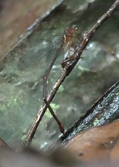 Igneocnemis haematopus