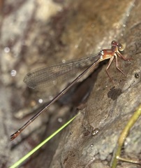Igneocnemis haematopus