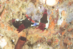 Nembrotha chamberlaini