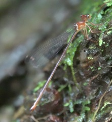 Igneocnemis haematopus