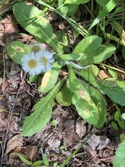 Erigeron procumbens