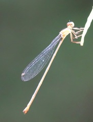 Igneocnemis haematopus