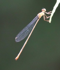 Igneocnemis haematopus
