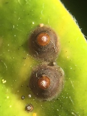 Chrysomphalus pinnulifer