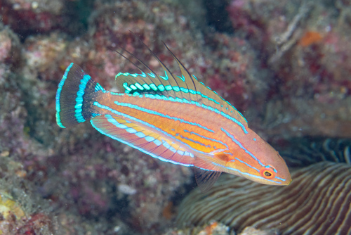 Paracheilinus carpenteri