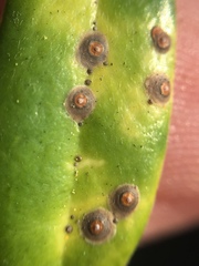 Chrysomphalus pinnulifer