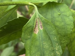 Calycomyza eupatorivora