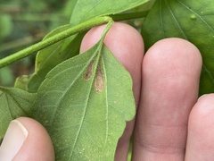 Calycomyza eupatorivora