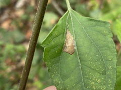 Calycomyza eupatorivora