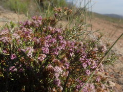 Stoebe rugulosa
