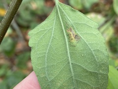 Calycomyza eupatorivora