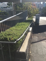 Chrysomphalus pinnulifer