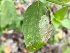 Calycomyza eupatorivora