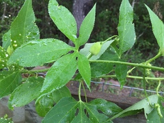 Passiflora