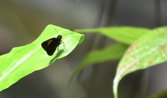 Koruthaialos rubecula