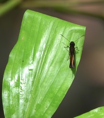 Koruthaialos rubecula