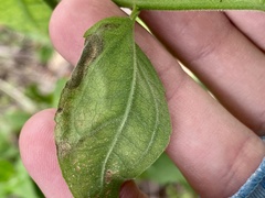 Calycomyza eupatorivora