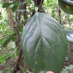 Philodendron fragrantissimum