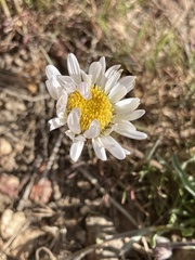Erigeron eatonii