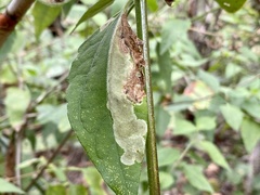 Calycomyza eupatorivora