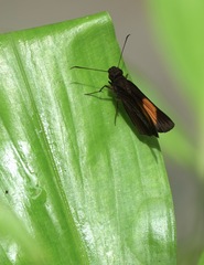 Koruthaialos rubecula