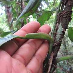 Philodendron fragrantissimum
