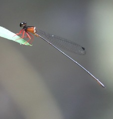 Igneocnemis haematopus