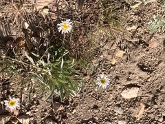 Erigeron eatonii