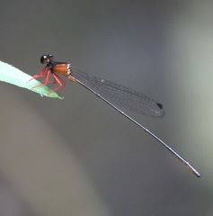 Igneocnemis haematopus