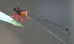 Igneocnemis haematopus