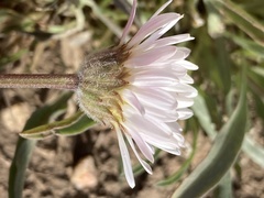 Erigeron eatonii