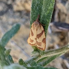 Sparganothis senecionana