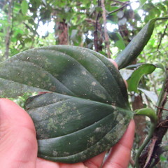 Philodendron fragrantissimum