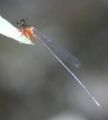 Igneocnemis haematopus