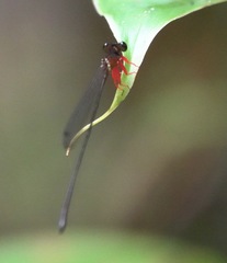 Igneocnemis haematopus