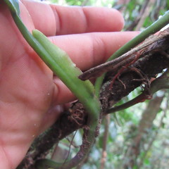 Philodendron fragrantissimum