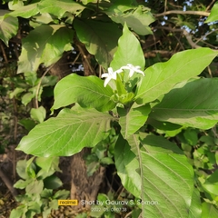 Morinda pubescens