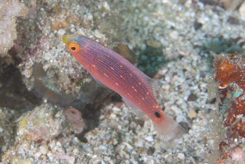 Blackfin Fairy Wrasse