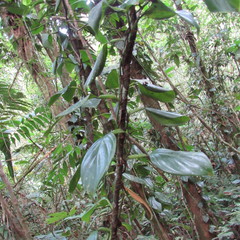 Philodendron fragrantissimum