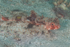 Dactyloptena orientalis