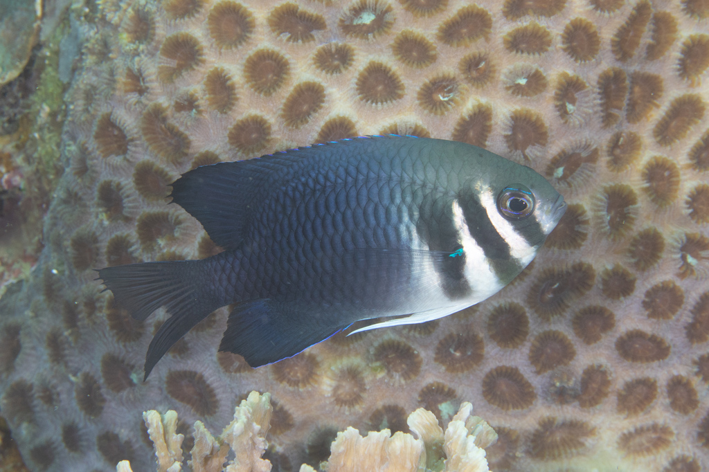 Bar-cheek damsel (Neoglyphidodon thoracotaeniatus) — Pomacentridae