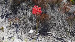 Disa ferruginea