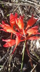 Disa ferruginea