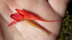 Disa ferruginea
