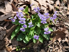 Viola