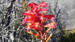 Disa ferruginea