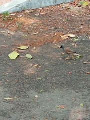 Acridotheres tristis